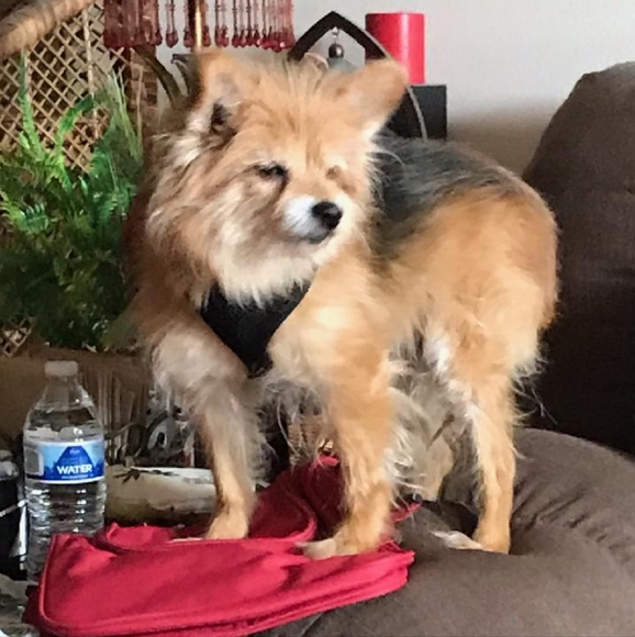 Meet your Posher, Neilla - Picture 3 of 7